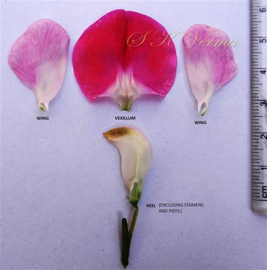 Flower parts